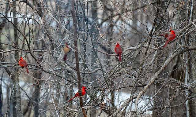 group of cardinals.jpg