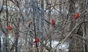 group of cardinals.jpg